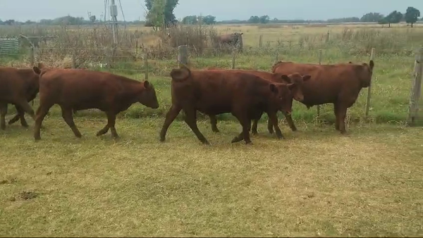 Lote 28 Novillitos en Brandsen, Buenos Aires