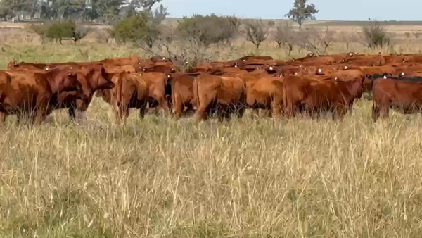 Lote 128 Vientres preñados en Col. Alemana, Entre Ríos