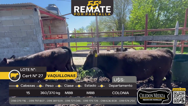 Lote 15 Vaquillonas  en ruta 106, Colonia