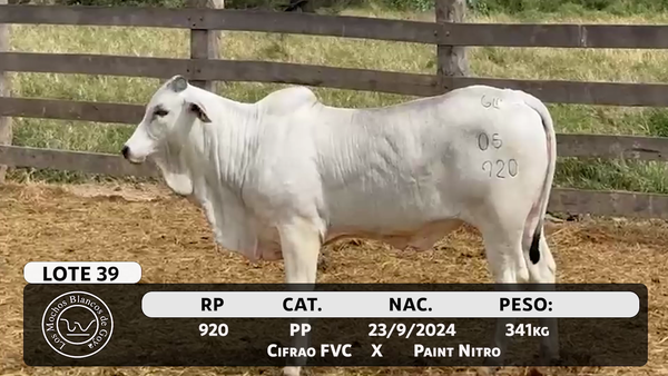 Lote LOTE 39