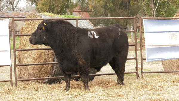 Lote TOROS ANGUS NEGROS  PC