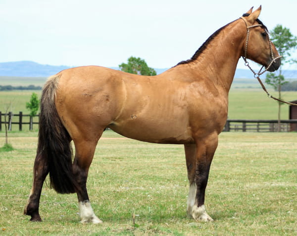 Lote AGUAS CLARAS NAPOLEÓN