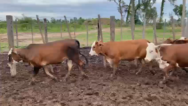 Lote 70 Vaquillonas en Palo Santo, Formosa