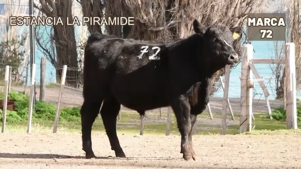 Lote 1 Toro