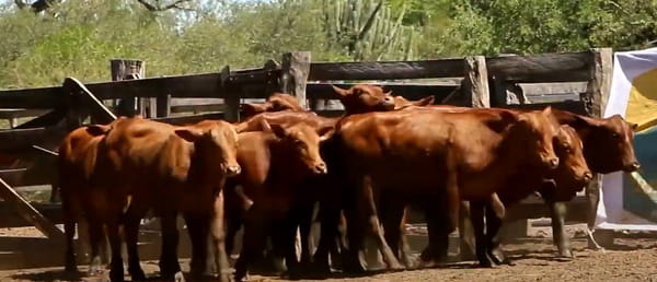 Lote VAQUILLAS CBO 1 REGISTRADAS - P/ SERVICIO