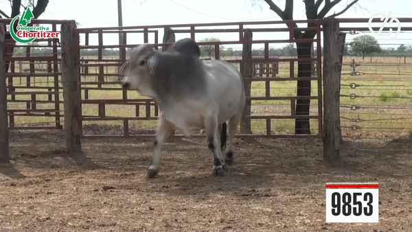 Lote Brahman