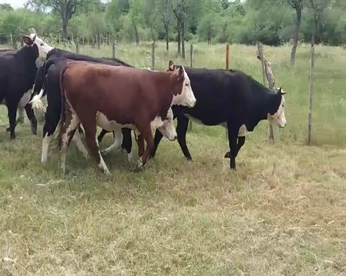 Lote (Vendido)8 Vaquillonas/Vacas Gordas 350kg -  en POLANCOS