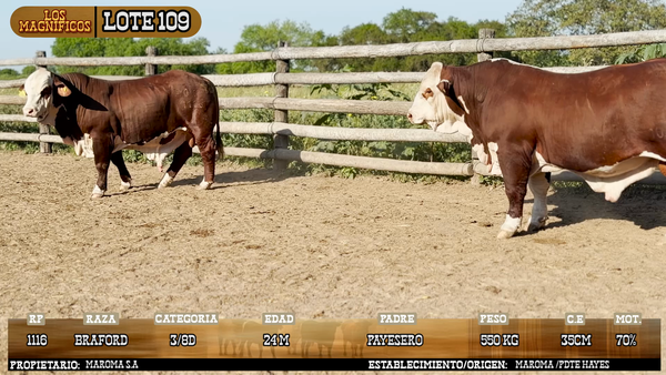 Lote LOTE 109 - VIVO