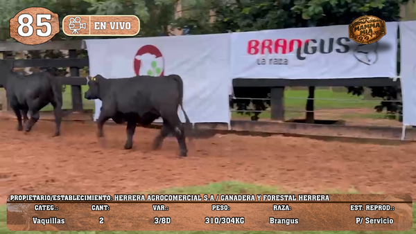 Lote LOTE 85 -EN VIVO