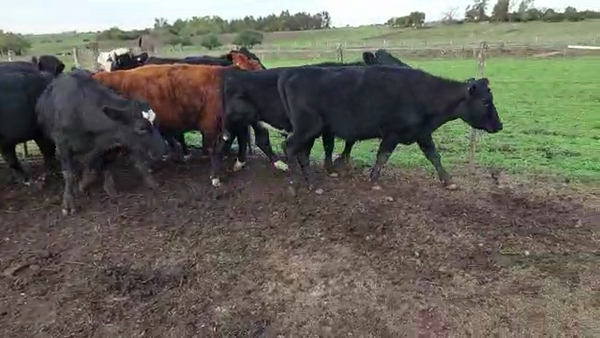 Lote 12 (8 novillos) y (4 vaquillonas)