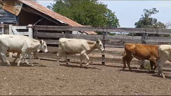 Lote (Vendido)16 Terneros CHA-CHA/ NO 175kg -  en COSTAS DEL ROSARIO