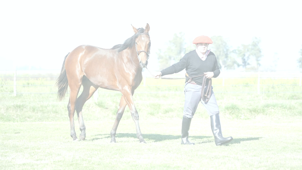 Lote CLASSIC NIK (NICODEMUS - CLAIRE SIMOFF)