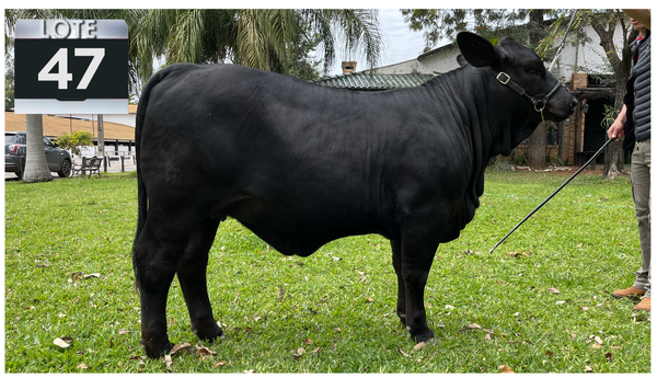 Lote LOTE 47