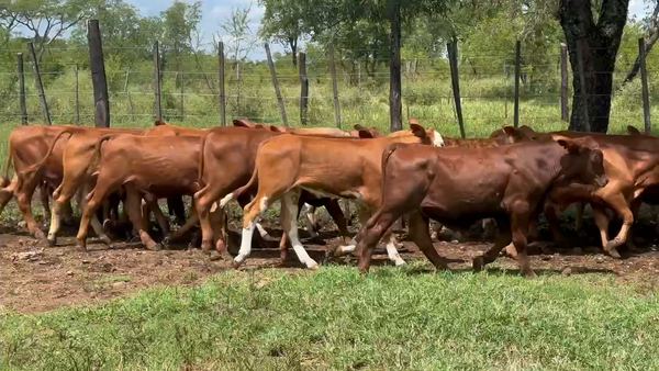 Lote 80 Terneros en Candelaria, Misiones