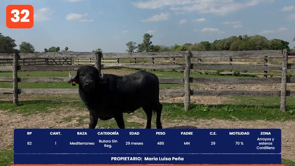 Lote LOTE 32