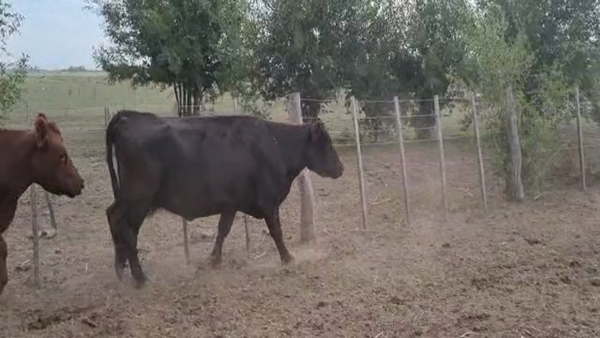 Lote 13 Vacas CUT preñadas en Brandsen, Buenos Aires