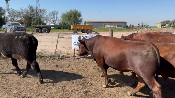 Lote 55 Macho Entero Joven en Córdoba, Transito