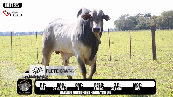 Lote LOTE   25- RP 586