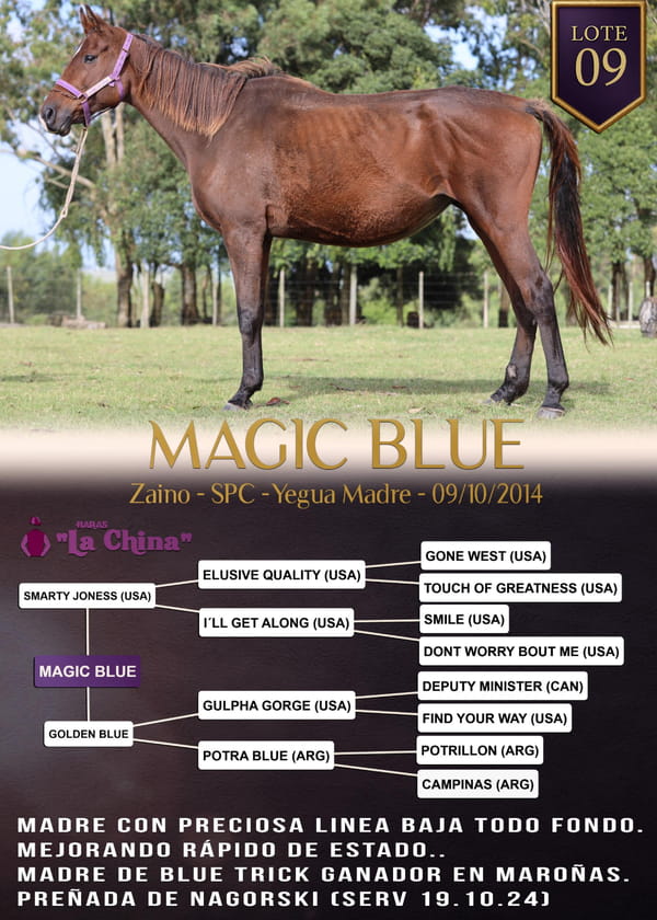 Lote MAGIC BLUE