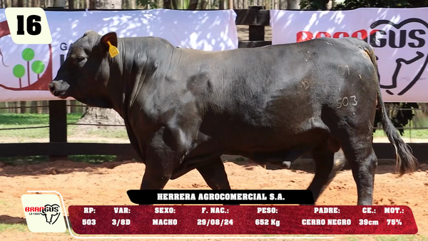 Lote LOTE 16 - DE CAMPO
