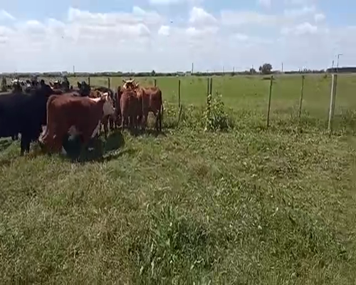 Lote (Vendido)20 Vaquillonas 1 a 2 años ANGUS Y HEREFORD 260kg -  en CAMINO DE LA COSTA