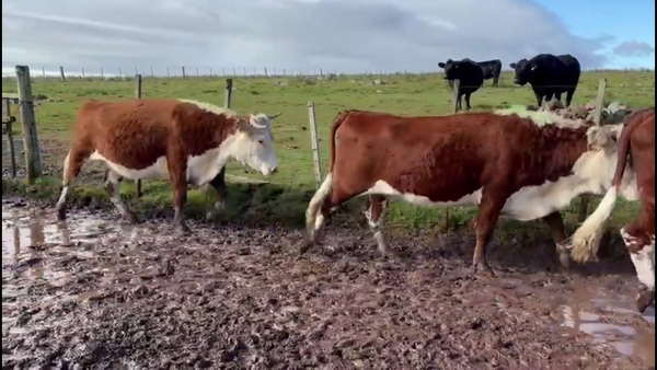 Lote VACAS ENTORADAS