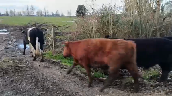 Lote 50 Novillo Engorda en Osorno, X Región Los Lagos