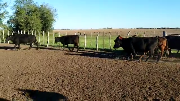 Lote 36 Vacas de invernar en Concepción del Uruguay, Entre Ríos