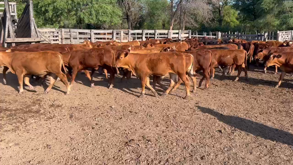 Lote 110 Terneros en Juan José Castelli, Chaco