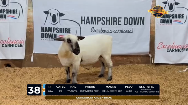 Lote LOTE 38