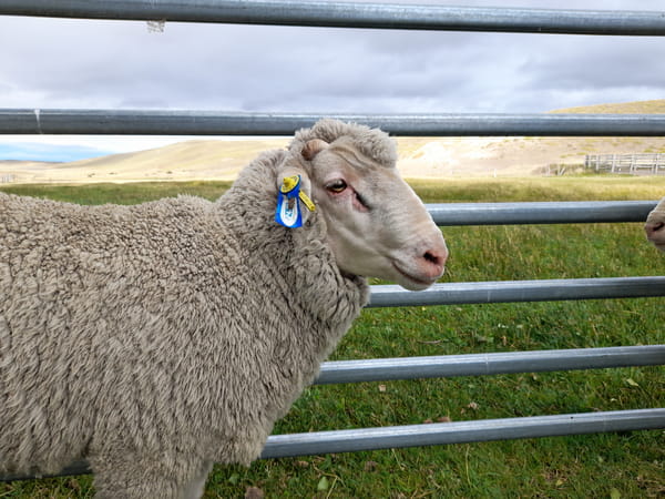 Lote Carnero TOP, 21-1441