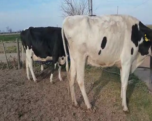 Lote VACAS SECAS  DANTE ALBRECHT