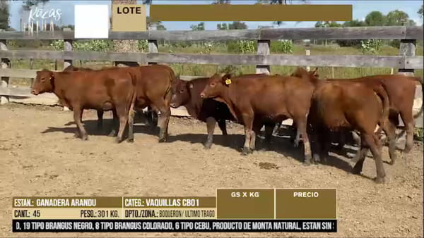 Lote LOTE 33 - 45 VAQUILLAS CBO 1