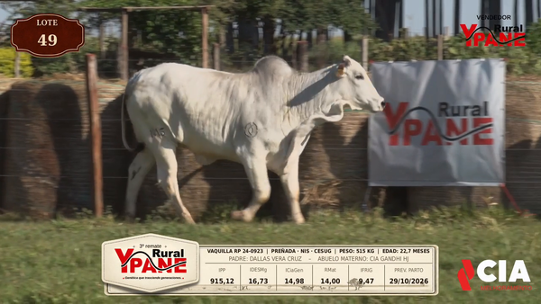 Lote Lote 49