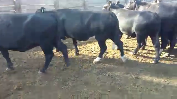 Lote 71 Vaquillonas C/ servicio en Monte Quemado, Santiago del Estero