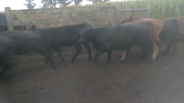 Lote 60 Terneros/as en Necochea, Buenos Aires