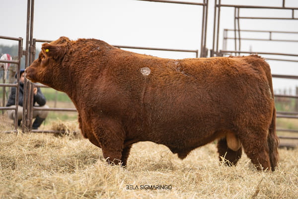 Lote TOROS ANGUS  PP