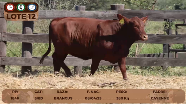 Lote LOTE 12