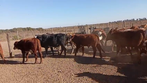 Lote 40 Novillitos Braford y sus cruzas en Tostado, Santa Fe
