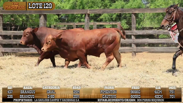 Lote LOTE 129