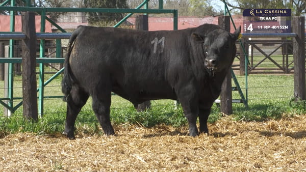 11 -  40152N — TOROS ANGUS PURO CONTROLADO