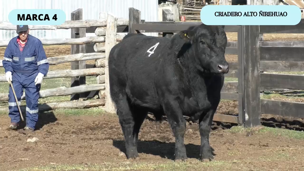 Lote 1 Toro en Coyhaique, XI Región Aysén