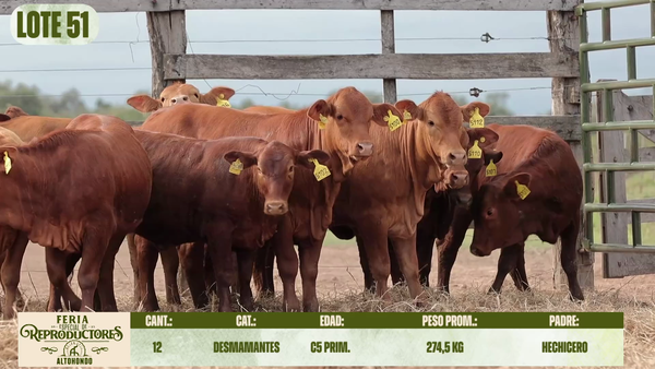 Lote LOTE 51