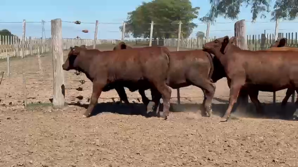 Lote 11 Vaquillonas P/ entorar