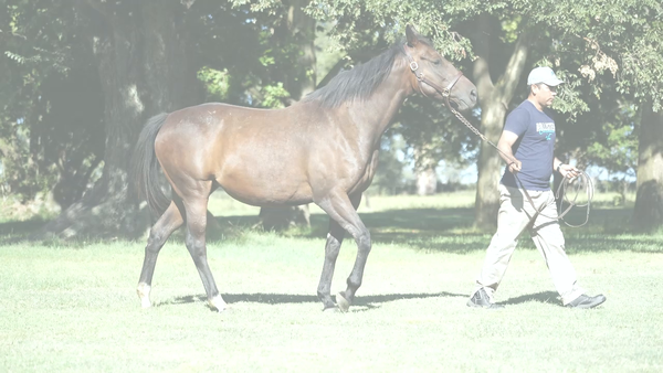 Lote WINNING REMOTELY (REMOTE -  WINS SEATTLE)  Preñez de GIDU