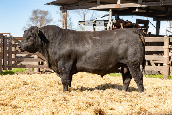 Lote Toro PP