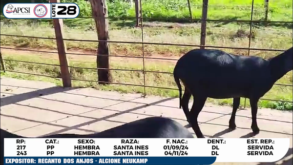 Lote LOTE 28