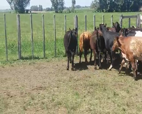 Lote (Vendido)20 Novillos CRUZAS 315kg -  en MENDAÑA