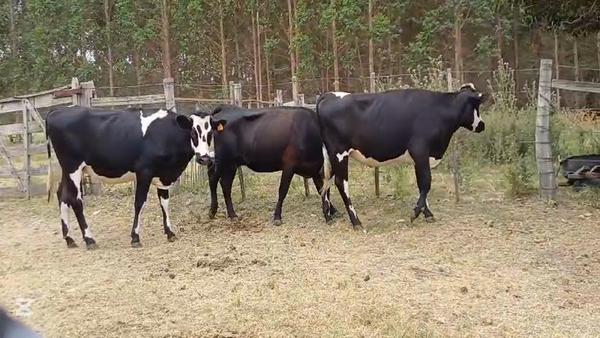 Lote VAQUILLONAS ENTORADAS