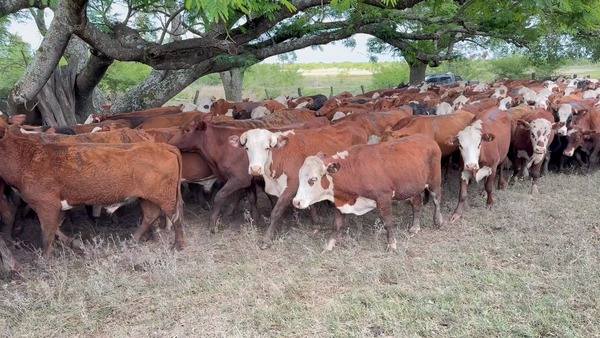 Lote 100 Novillos
